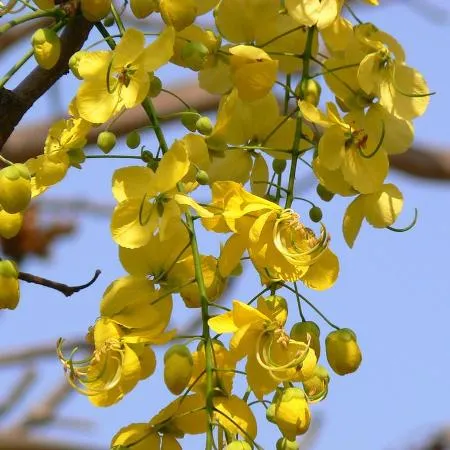 Cassia 5
